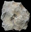 Polished Fossil Coral (Actinocyathus) - Morocco #60050-1
